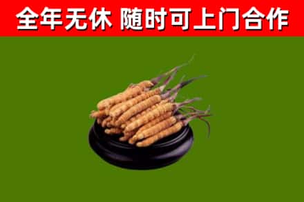 新城回收冬虫夏草